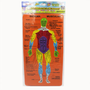 Tabla De Foamy Pascua Sistema Muscular
